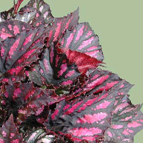 B. ‘Rumba’
